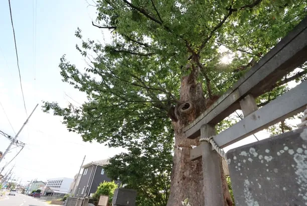 地域の神社の大木